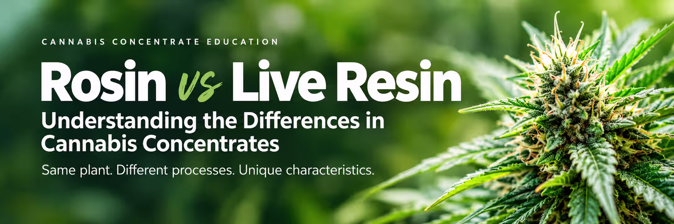 Rosin vs Live Resin Rosin vs Live Resin